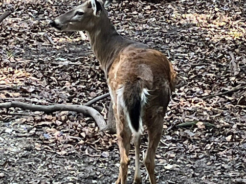 Charles Towne Landing State Historic Site-查尔斯顿必去景点