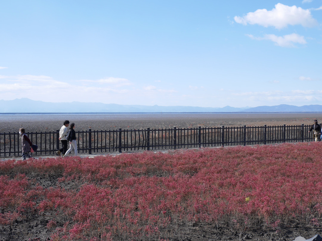 Suaeda Japonica Habitat-佐贺市必去景点
