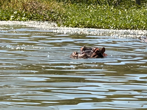 Wave remover Boat Tours Naivasha-Karagita必去景点