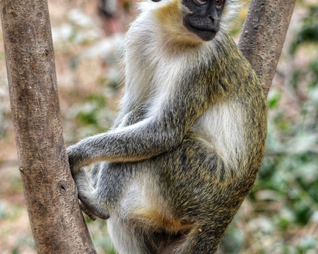 Monkey Park Senegambia-塞瑞库达必去景点