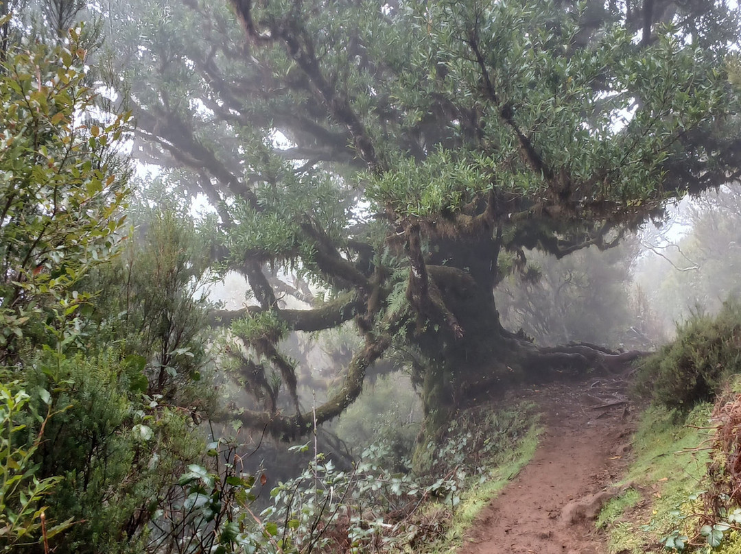 Madeira Free Spirit walks-沙尔必去景点