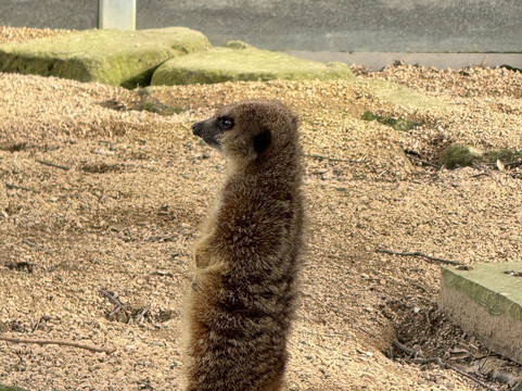 Cannon Hall Farm-Cawthorne必去景点