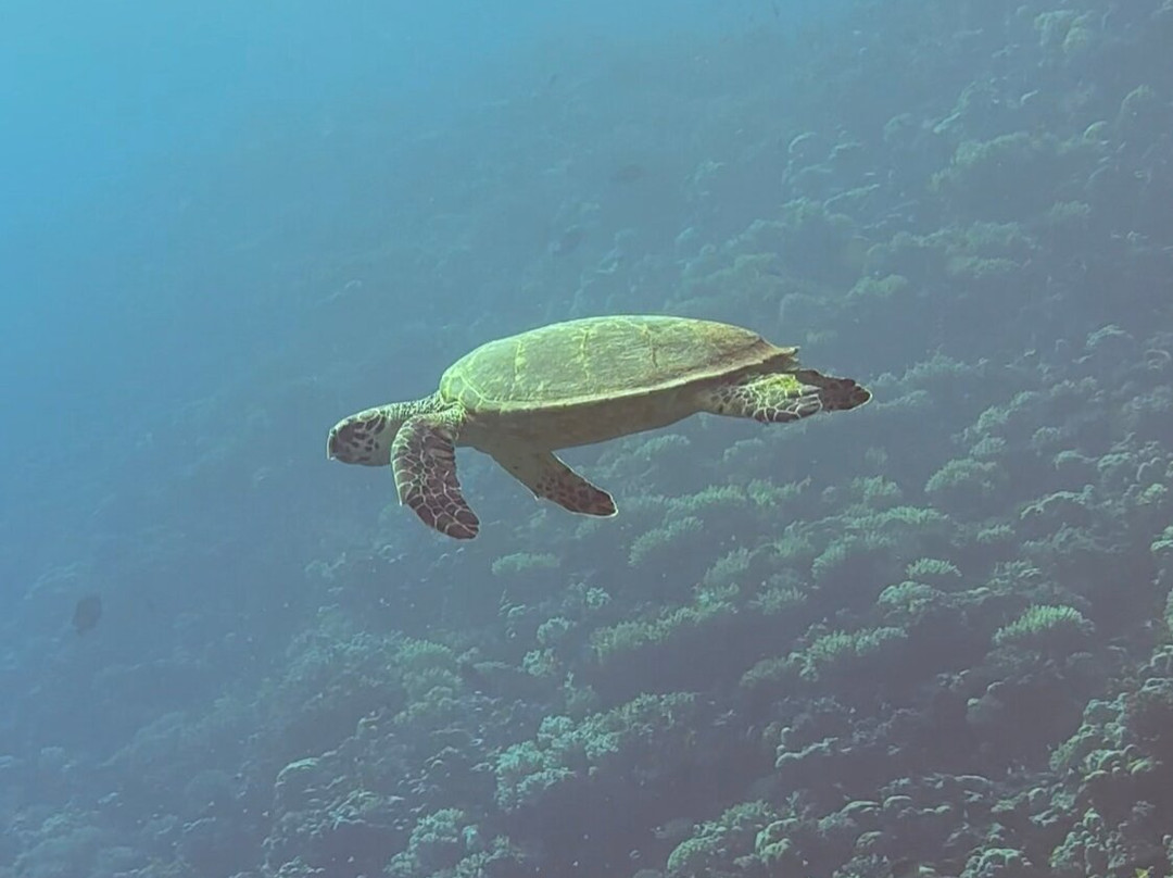 Volkert Dive Center-Safaga必去景点