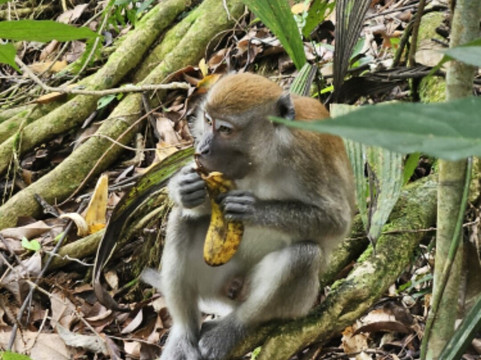 Sumatra Tour Adventures-武吉拉旺必去景点