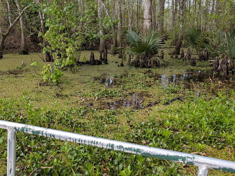Beyond the Bayou-新奥尔良必去景点