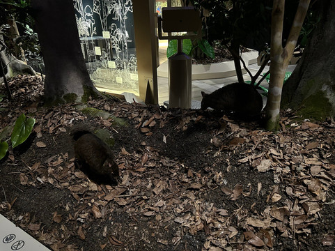 Amami Oshima World Heritage Conservation Center