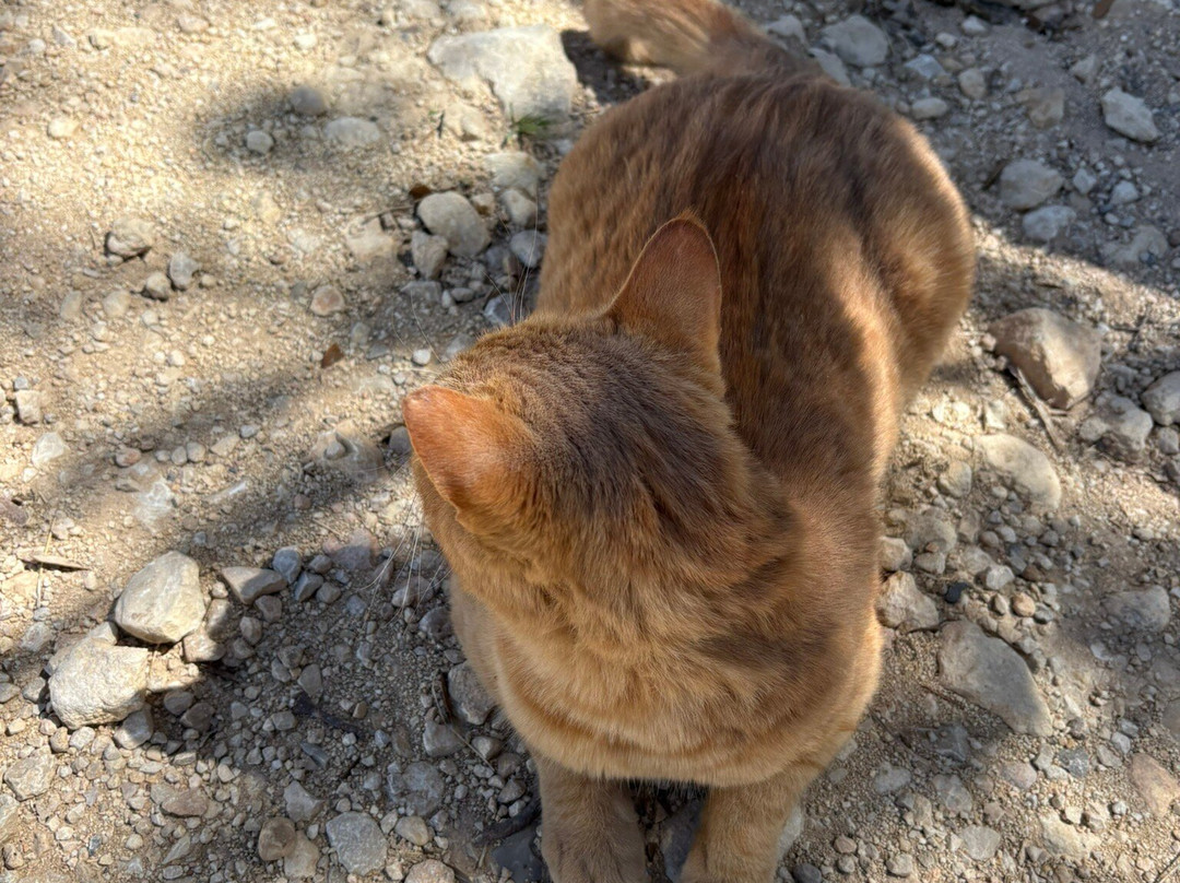 Rancho Cortez Day Trips-Bandera必去景点