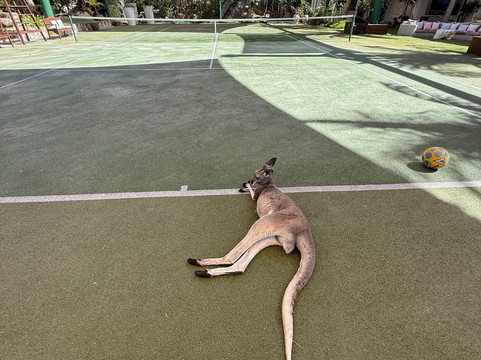 Sea It Clear Tours-North Sound必去景点