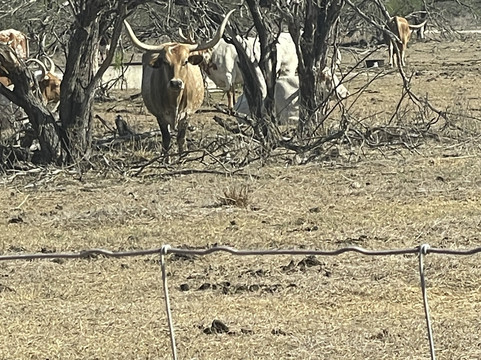 King Ranch Visitor Center-Kingsville必去景点