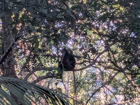 The Habitat Penang Hill-槟城岛必去景点