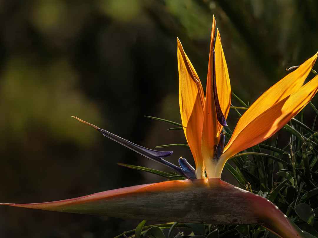 ABQ BioPark Botanic Garden-阿尔伯克基必去景点