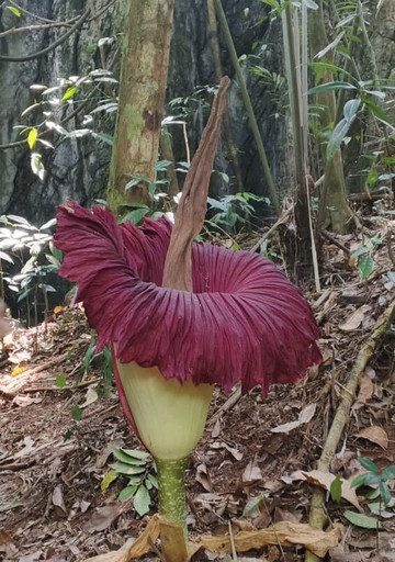 Trekking Orangutan Sumatra-武吉拉旺必去景点