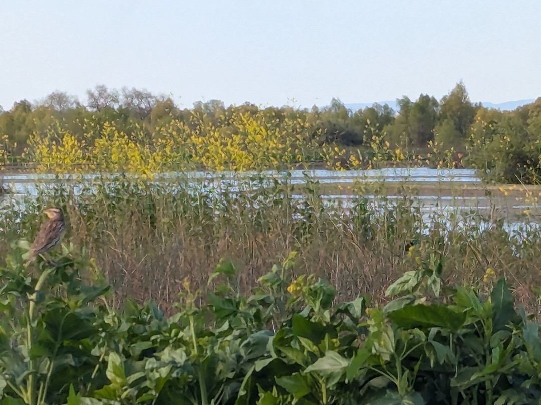 Gray Lodge Wildlife Area-Gridley必去景点