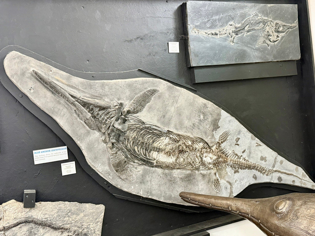 Dinosaurland Fossil Museum-莱姆里杰斯必去景点