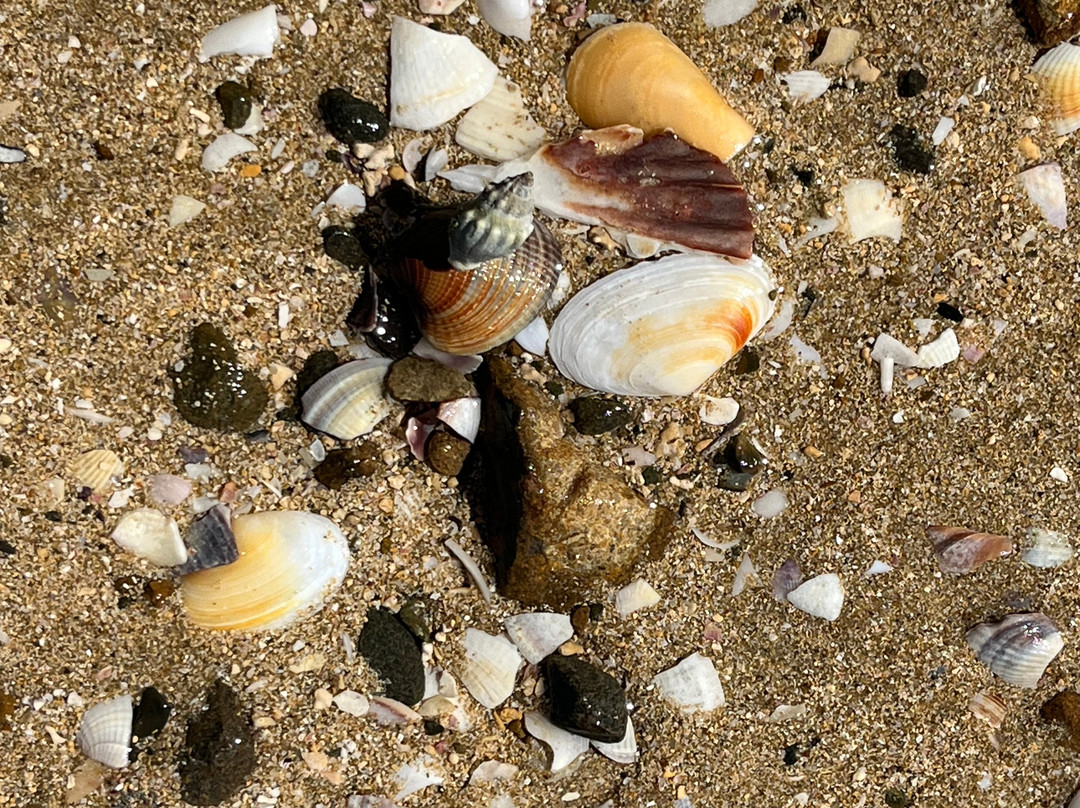 Urupukapuka Island-派希亚必去景点