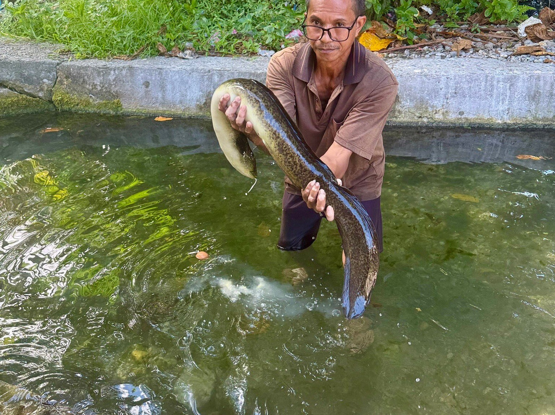 Sacred Eels of Waai-安汶必去景点