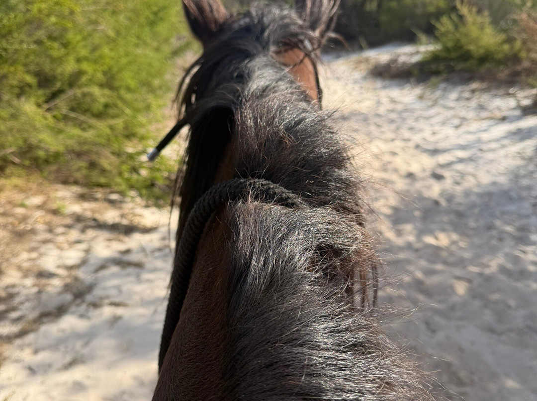 Sunset Horse Tours-平贾拉必去景点