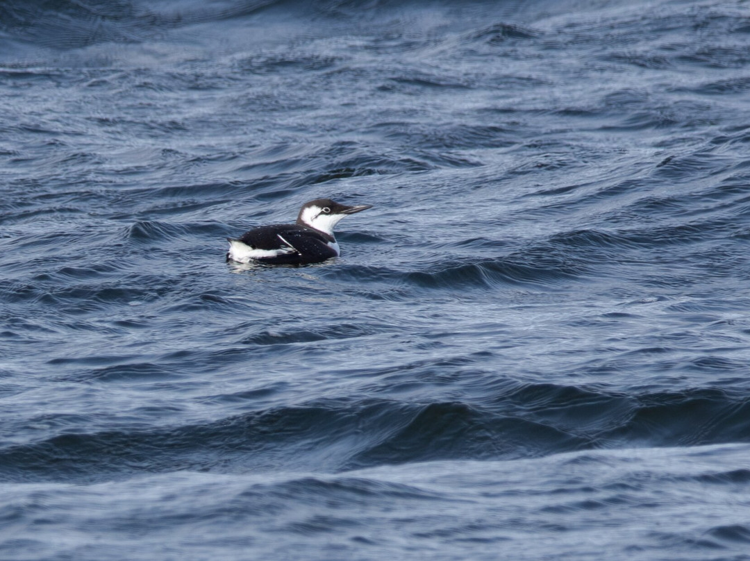 Dolphin Spirit Inverness-因弗内斯必去景点