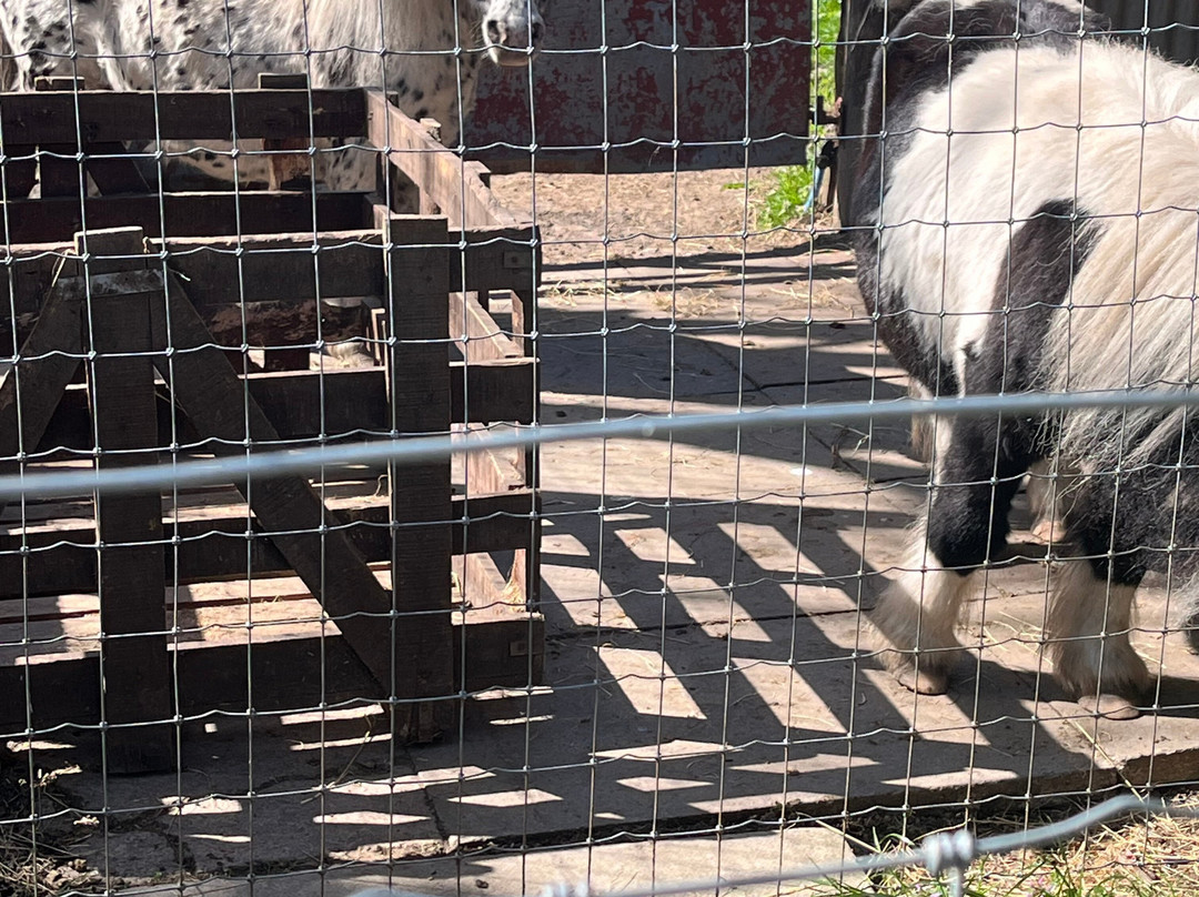 Greenacres Animal Park-Deeside必去景点