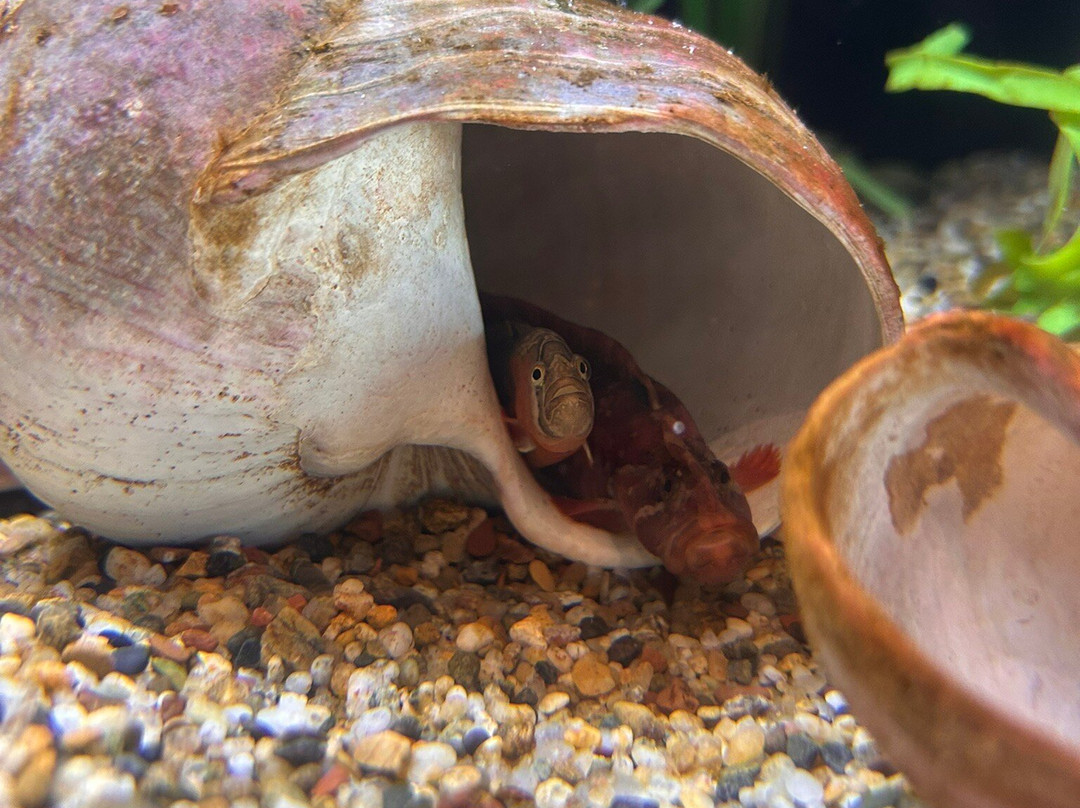 Oregon Coast Aquarium-纽波特必去景点