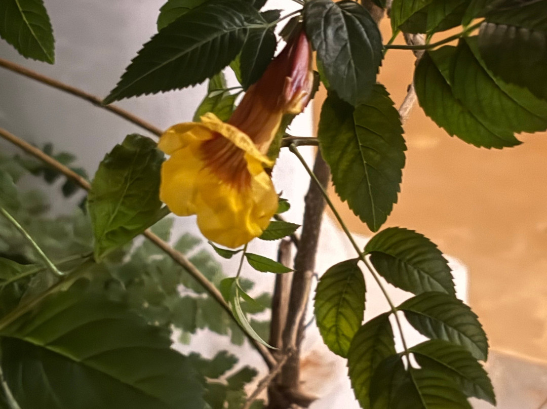 Capella Forest Retreat & Homestay主图
