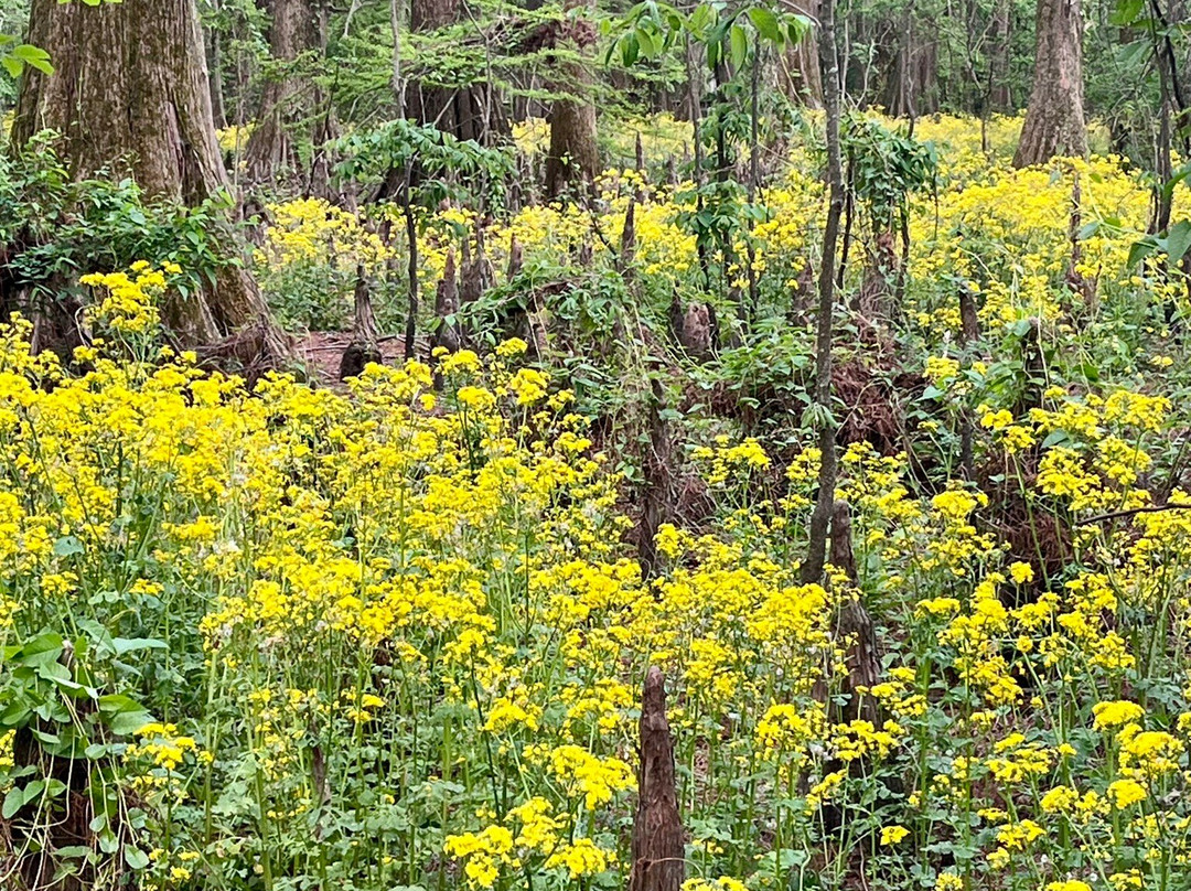 Greenville Cypress Preserve-Greenville必去景点