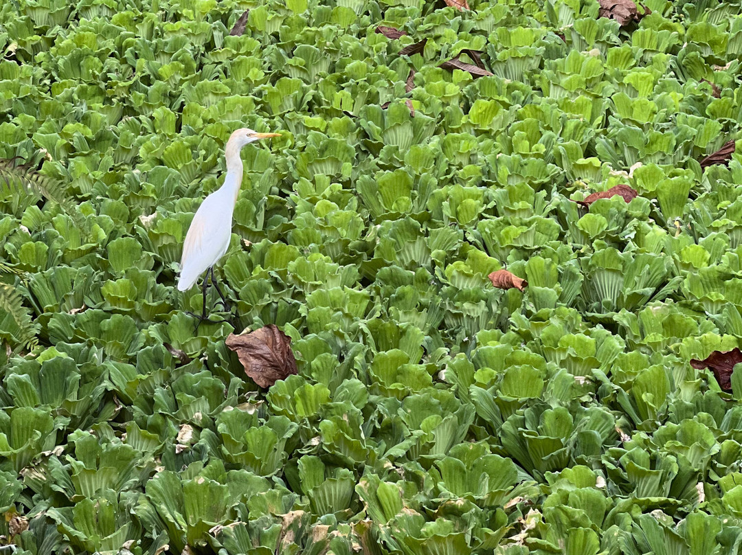 达鲁杨海滩山峰度假村主图