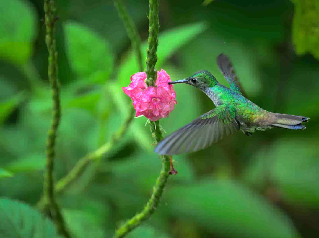 Costa Rica Focus-圣何塞必去景点