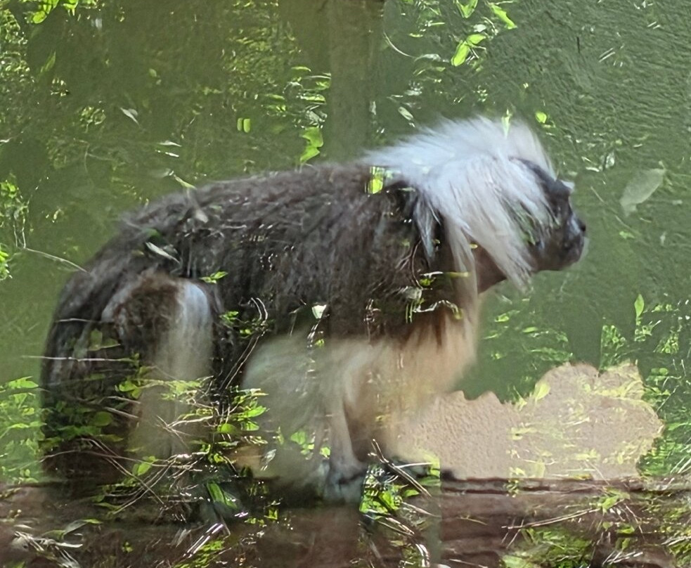Akumal Monkey Sanctuary & Rescued Animals-艾库玛尔必去景点