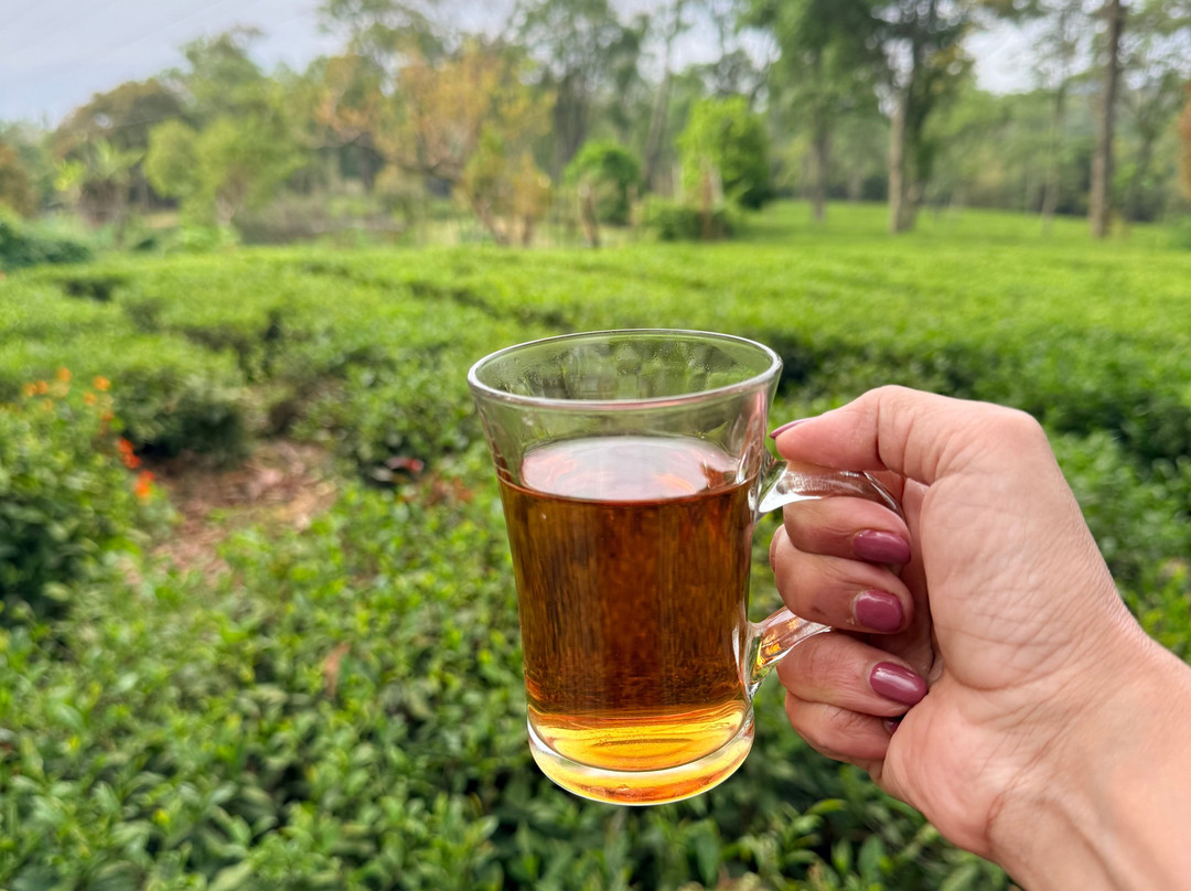 Darang Tea Estate主图