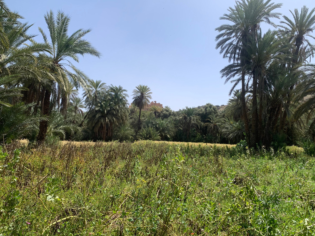 Oasis de Tiout主图
