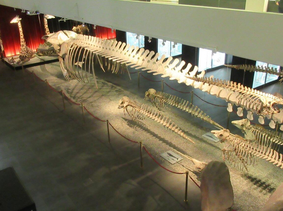 Naturhistorisches Museum Bern-伯尔尼必去景点