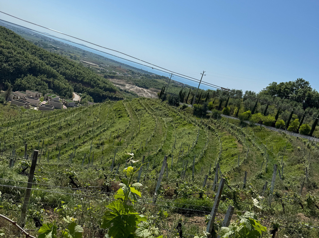 Duka Winery & Vineyard-杜勒斯必去景点