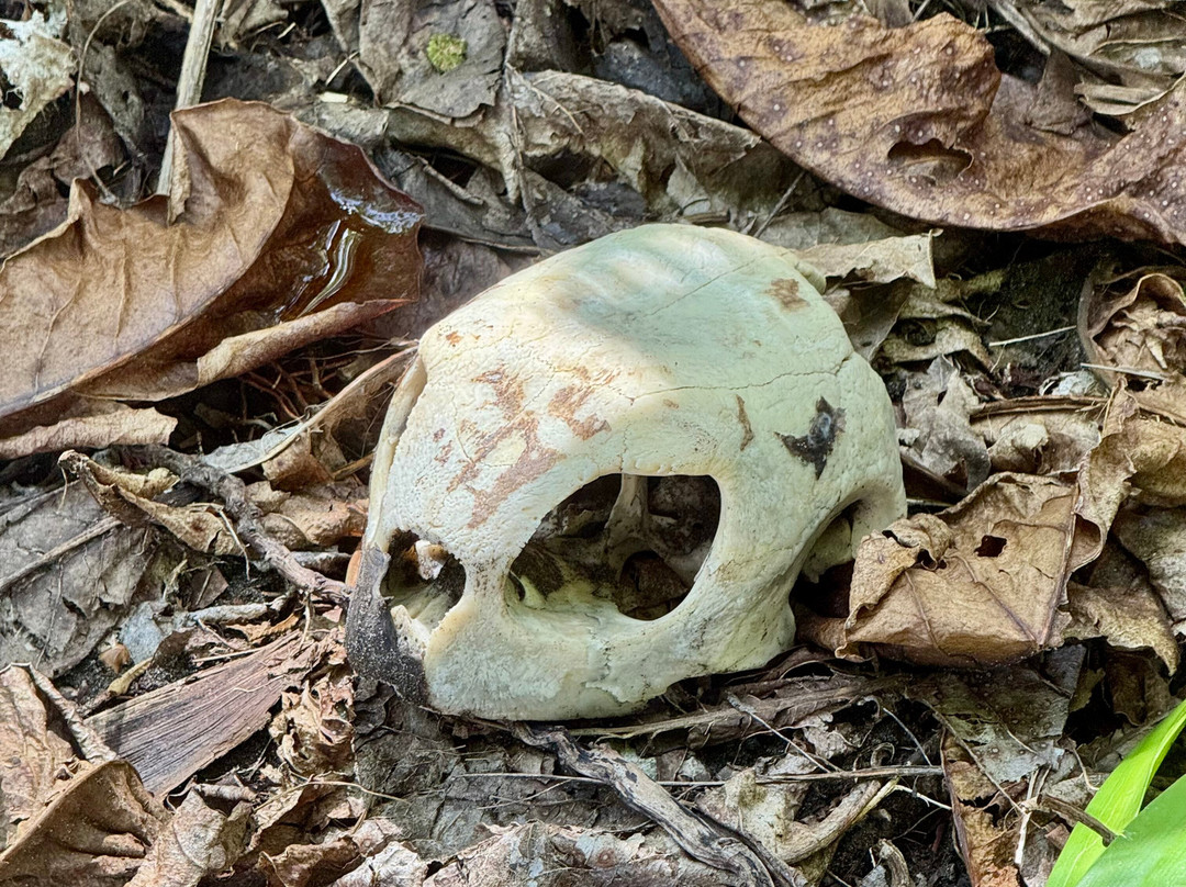 Tortuguero National Park-托图杰多必去景点