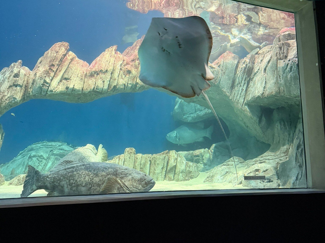 OdySea Aquarium-斯科茨代尔必去景点
