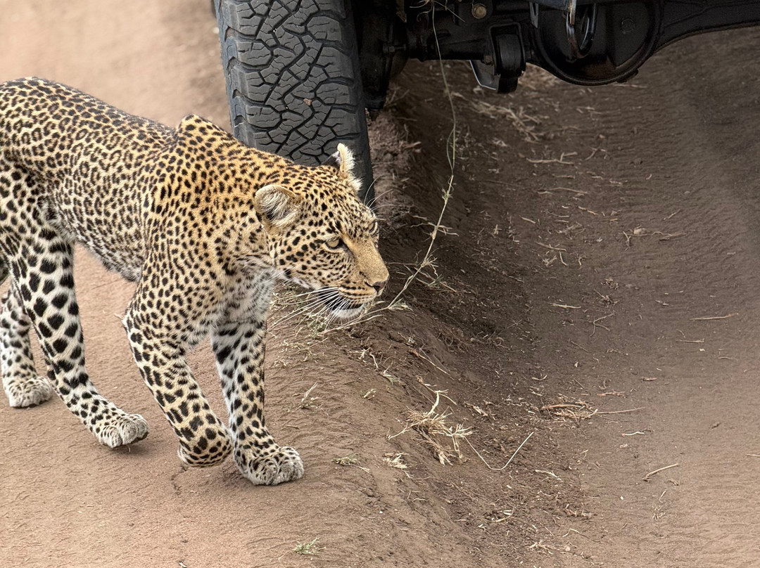 Tazama Africa Tours and Safari-阿鲁沙国家公园必去景点
