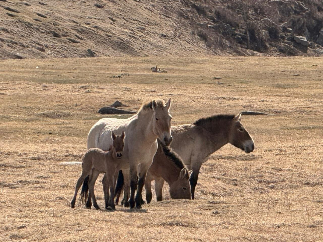 Amicus Travel Mongolia-乌兰巴托必去景点