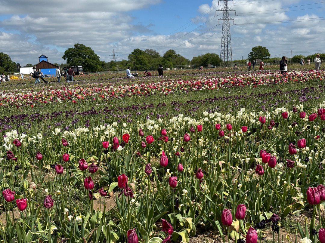 Tulleys Tulip Fields - Hertfordshire-圣奥尔本斯必去景点