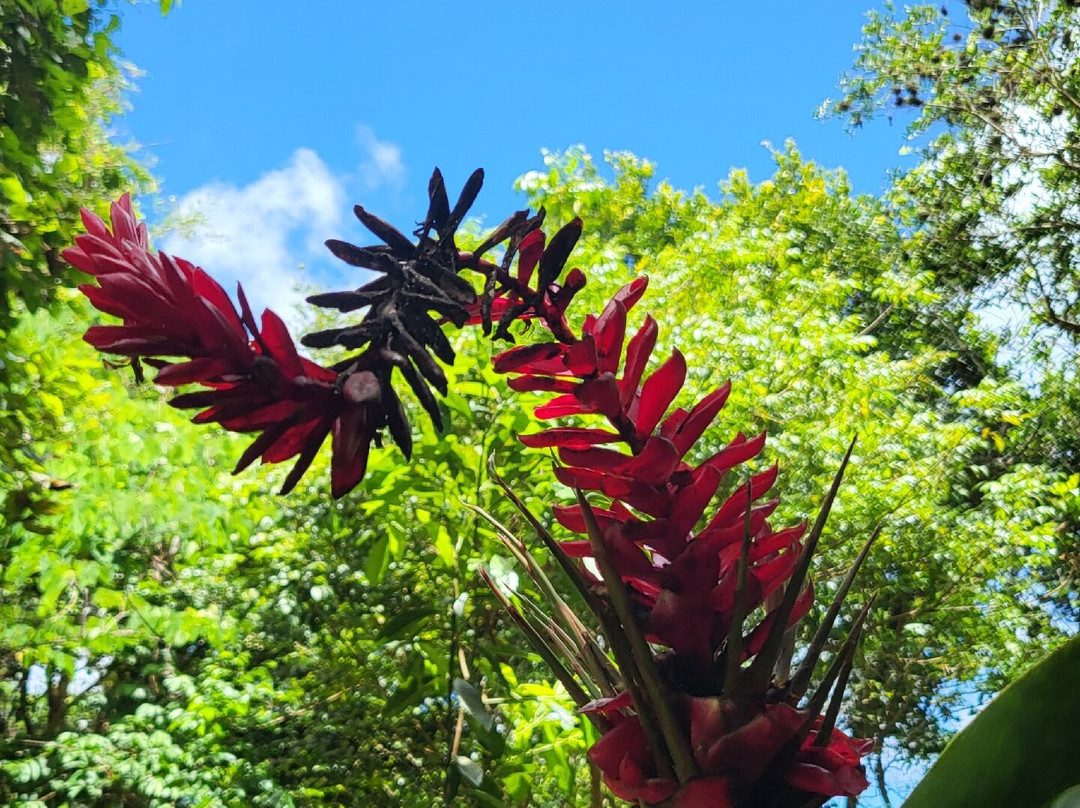 Phantasea Tropical Botanical Garden-圣 托马斯必去景点