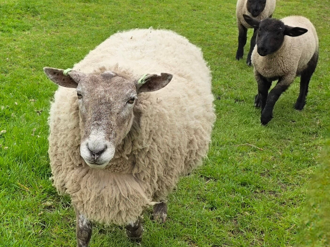 Dalscone Farm Fun-邓弗里斯必去景点