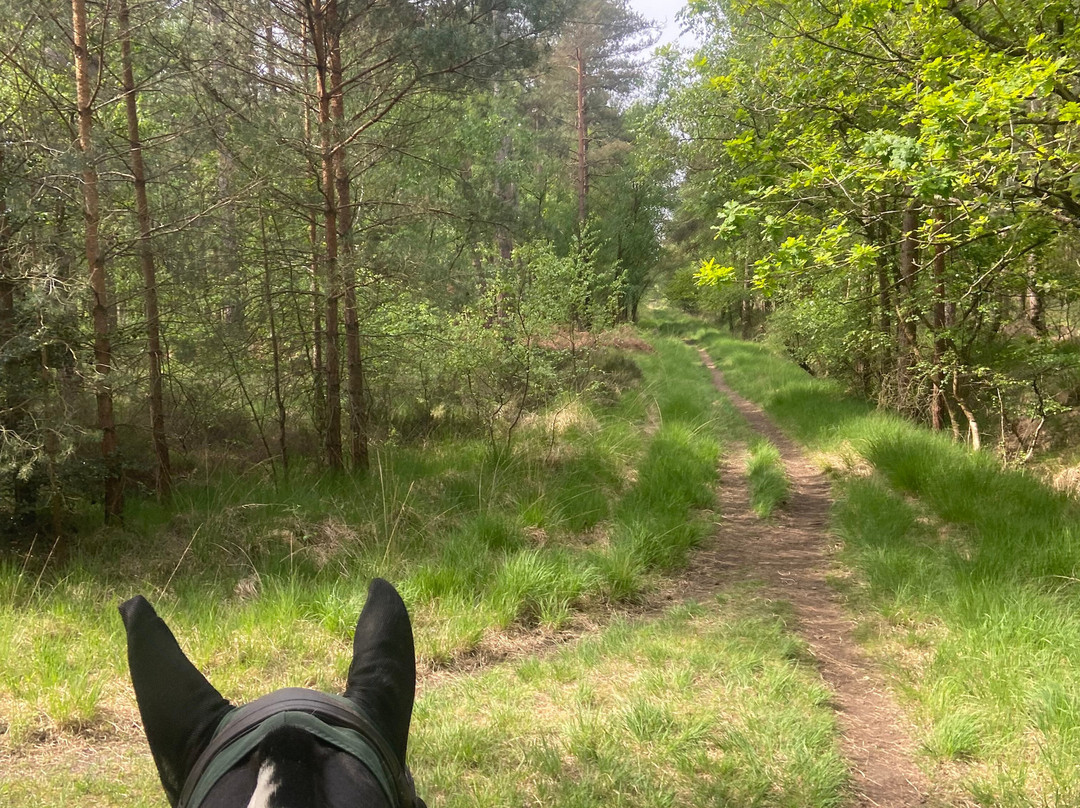 Eastmoors Forest Rides-St Leonards必去景点
