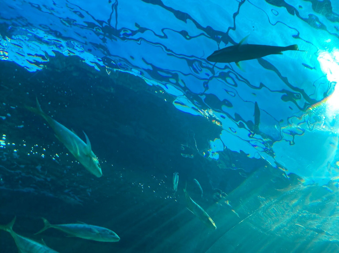 Two Oceans Aquarium-开普敦中心区必去景点