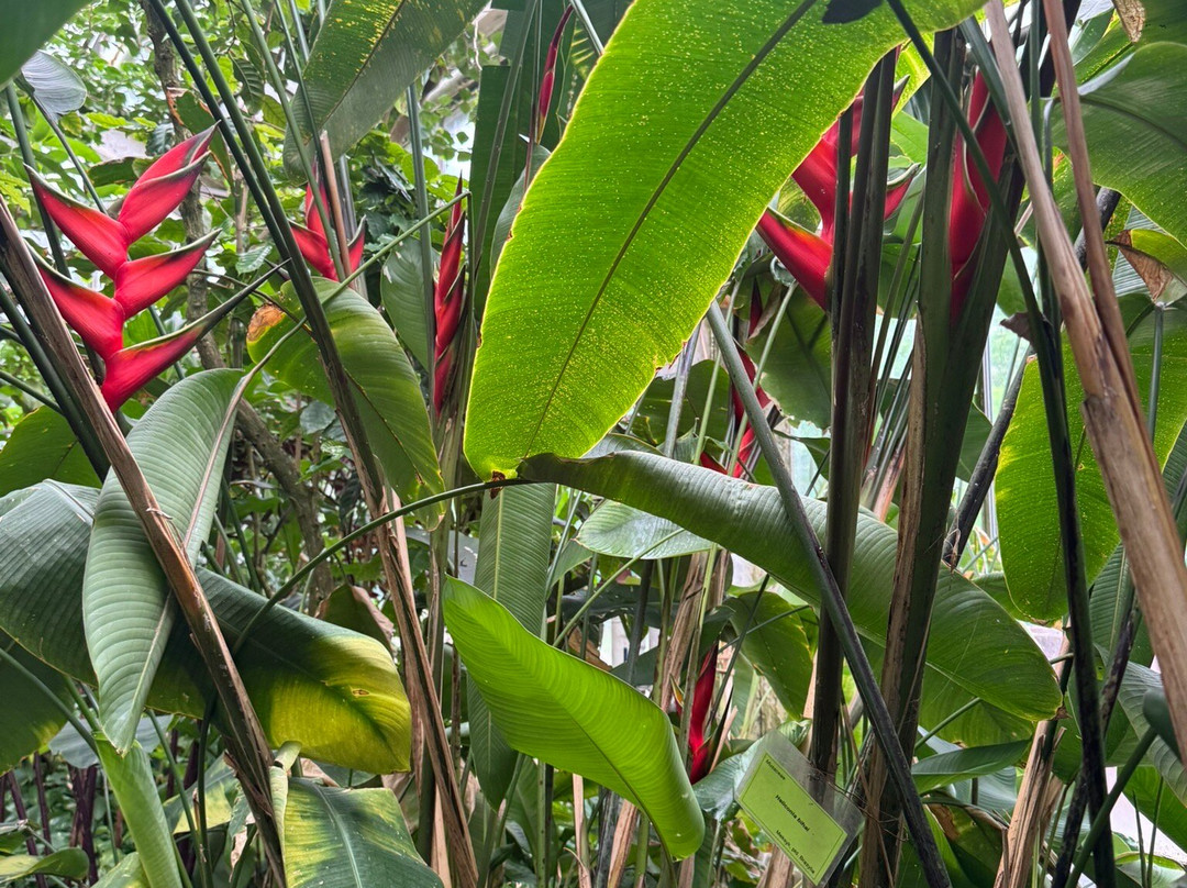 Palmiarnia Poznanska (Palmenhaus Poznan)-波兹南必去景点