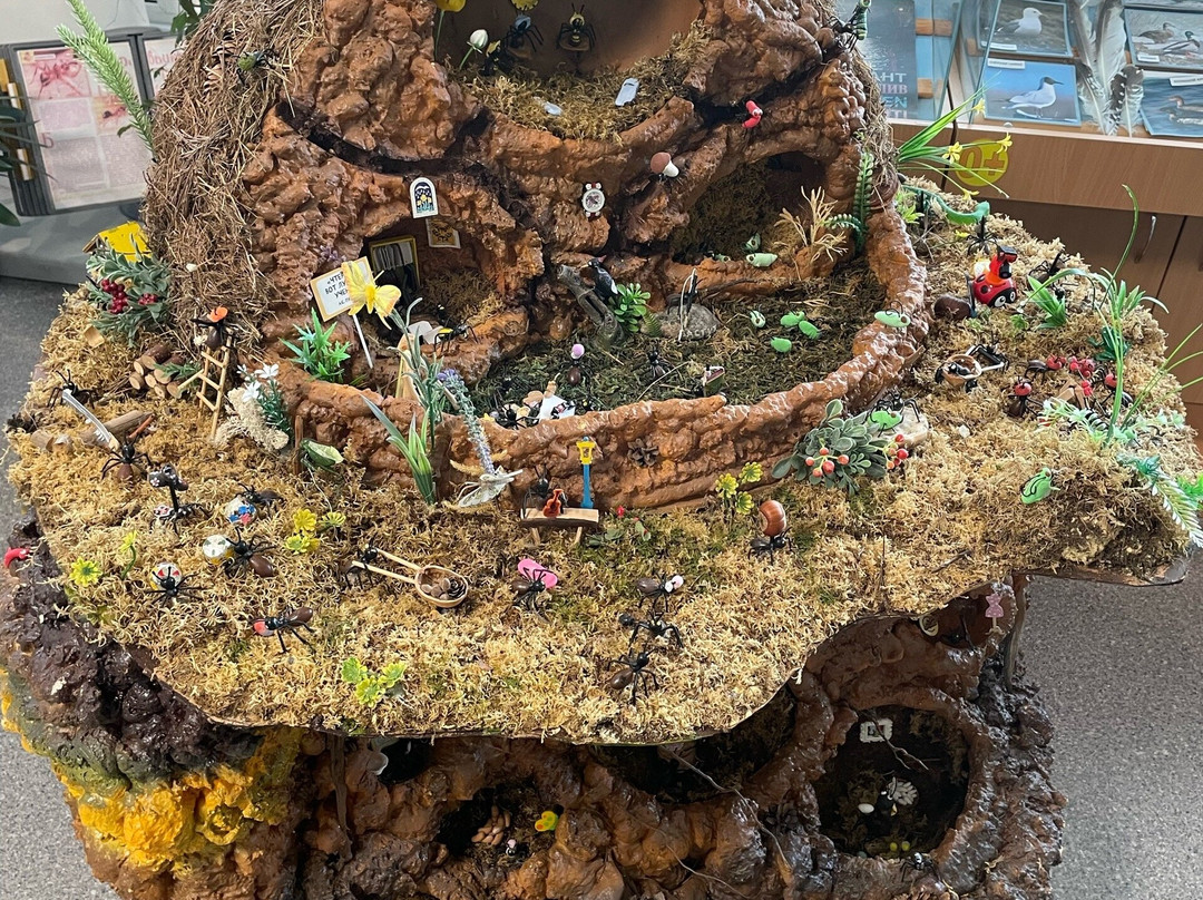 Ant Museum-泽列诺戈尔斯克必去景点