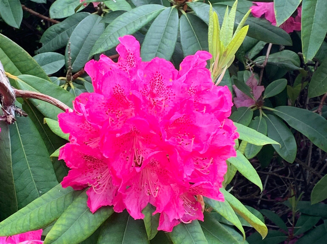 Wentworth Castle Gardens-巴恩斯利必去景点