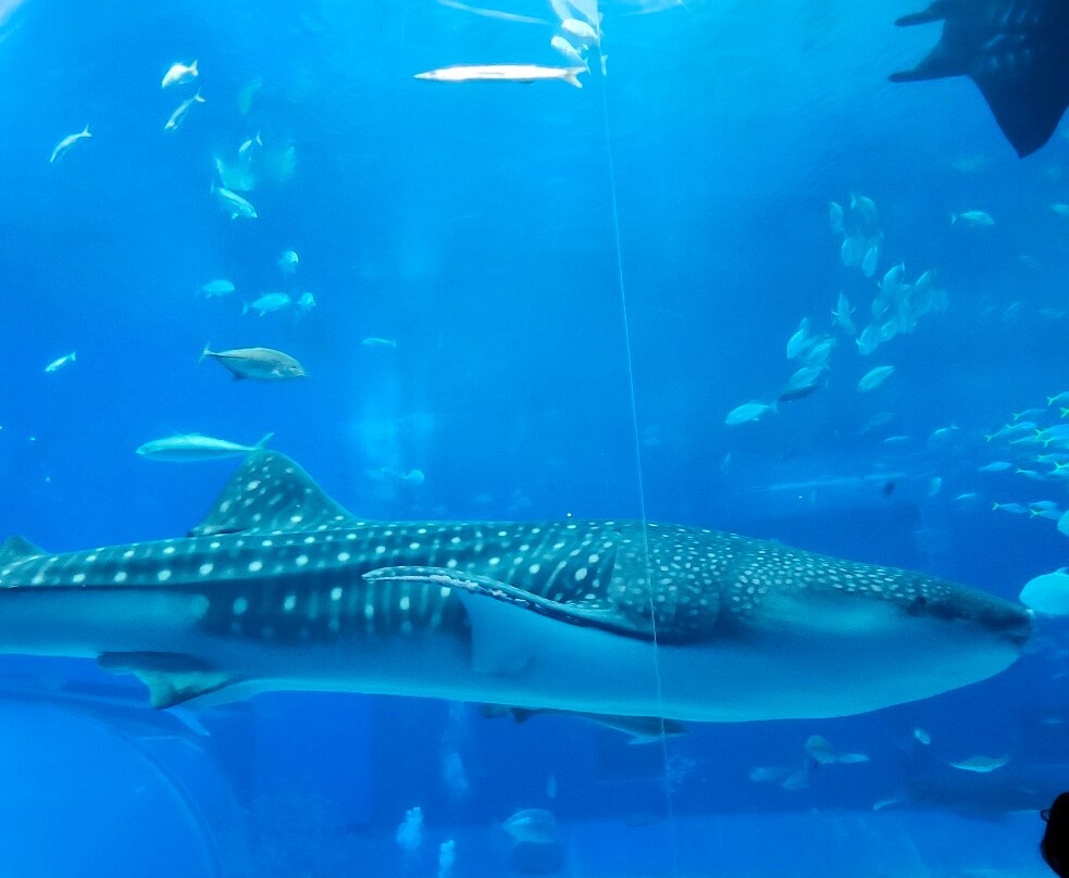 冲绳美之海水族馆-本部町必去景点