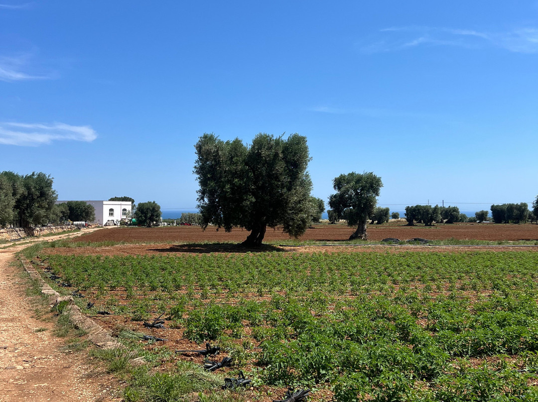 Oleifici Rotondo Luigi Olive Oil Tasting & Farm Tour-莫诺波利必去景点