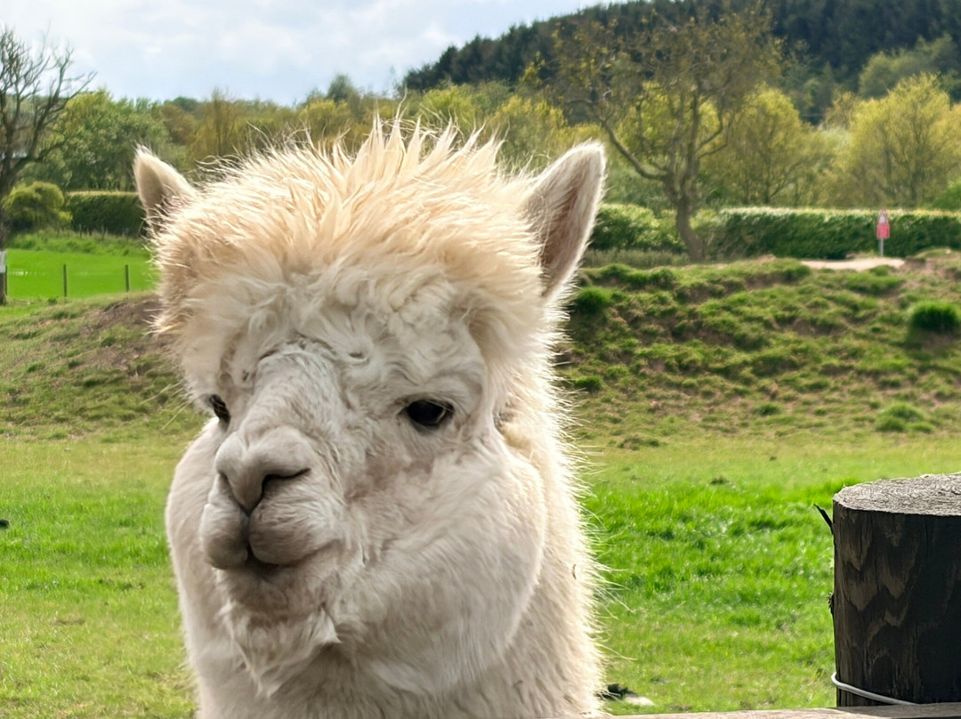 Bowbridge Alpacas Scotland-Peat Inn必去景点