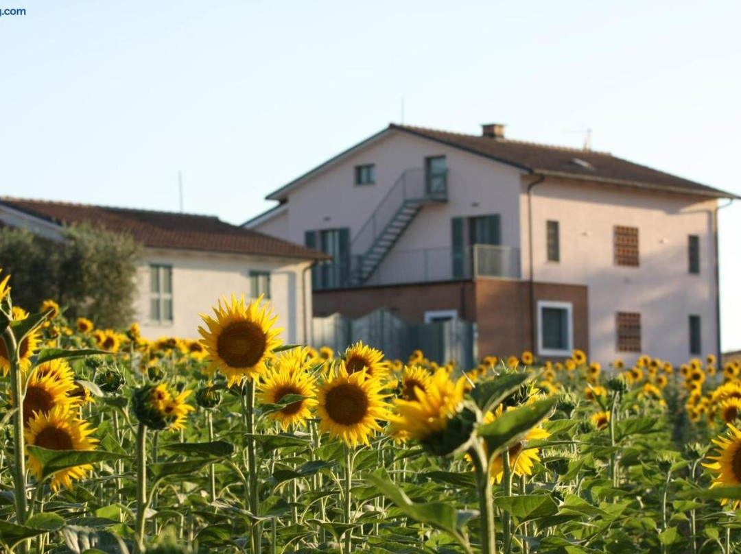 La collina del Girasole