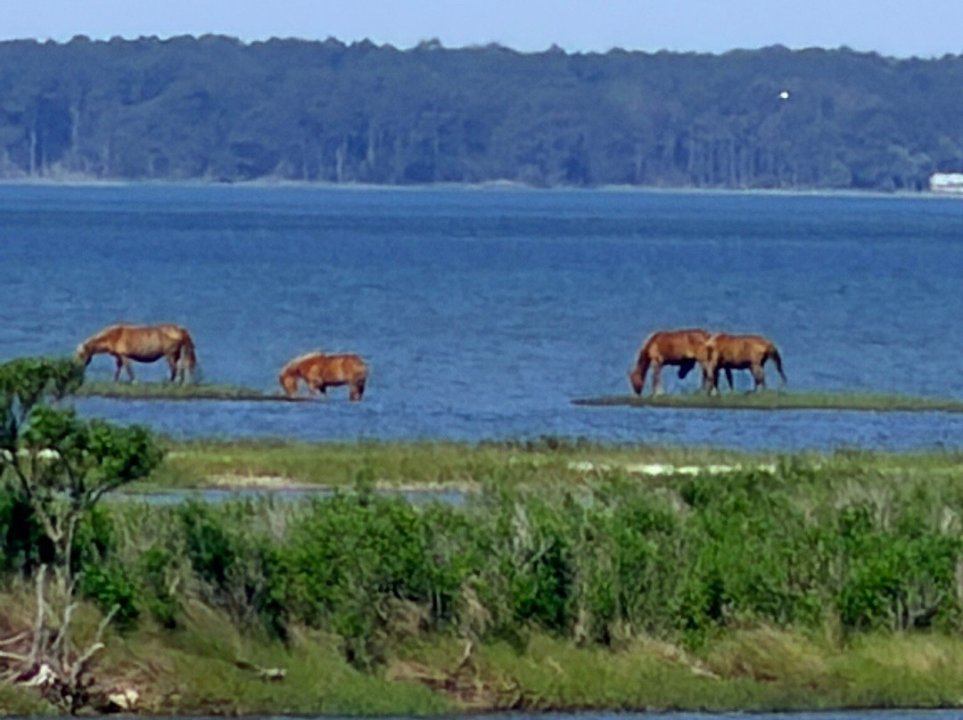 Assateague Island National Seashore-Assateague Island必去景点